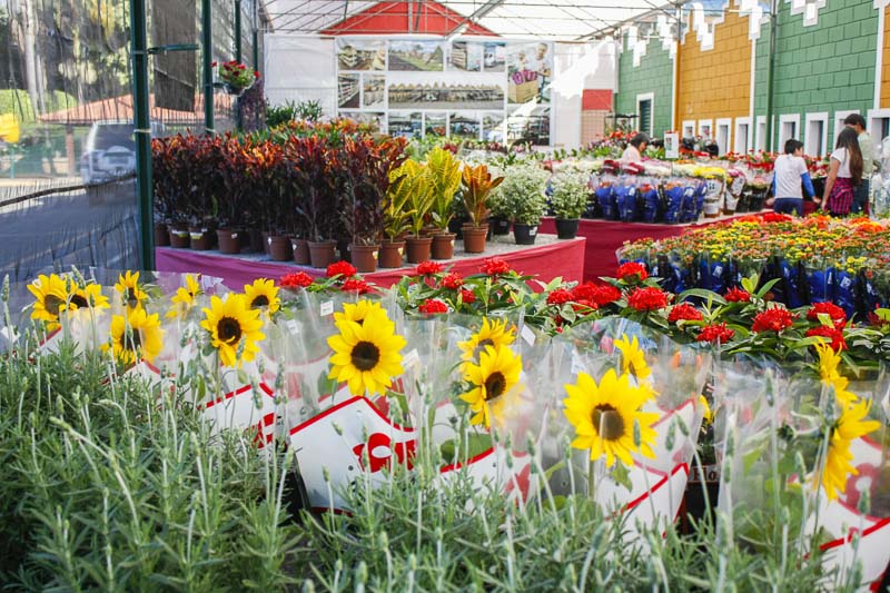 Venda de Flores e Plantas - Enflor & Garden Fair