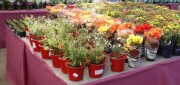 Venda de Flores e Plantas