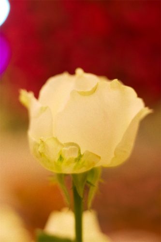 Enflor & Garden Fair 2023