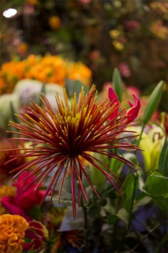 Enflor & Garden Fair 2023