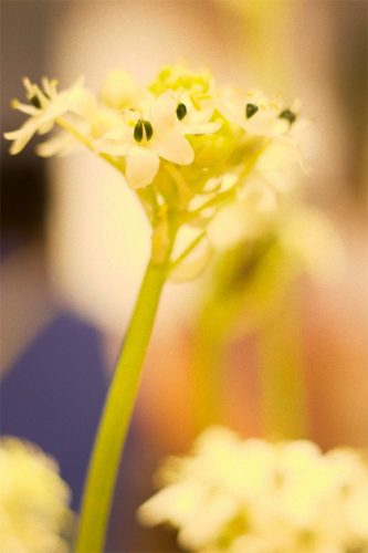 Enflor & Garden Fair 2023