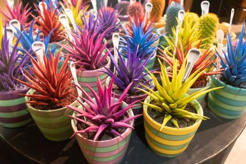 Enflor & Garden Fair 2024